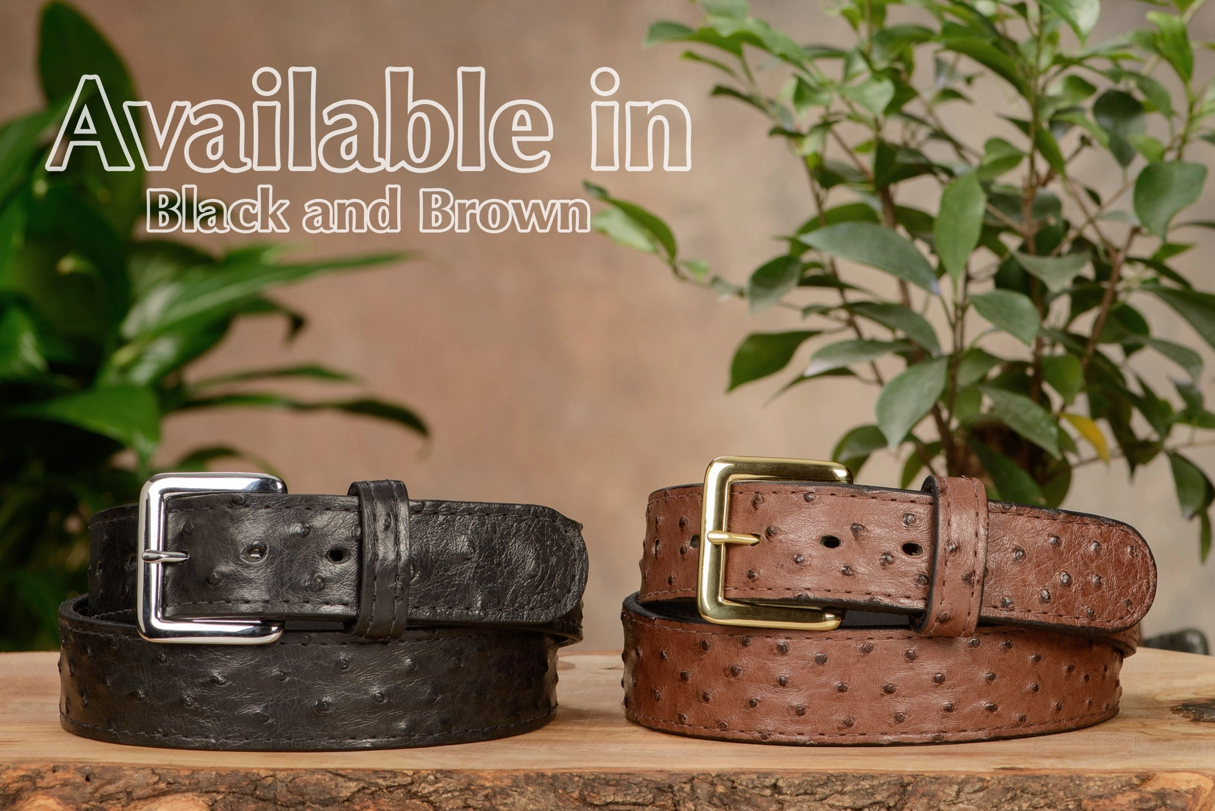Black South African Ostrich Skin Money Belt With 25" Zipper 1.50" Wide