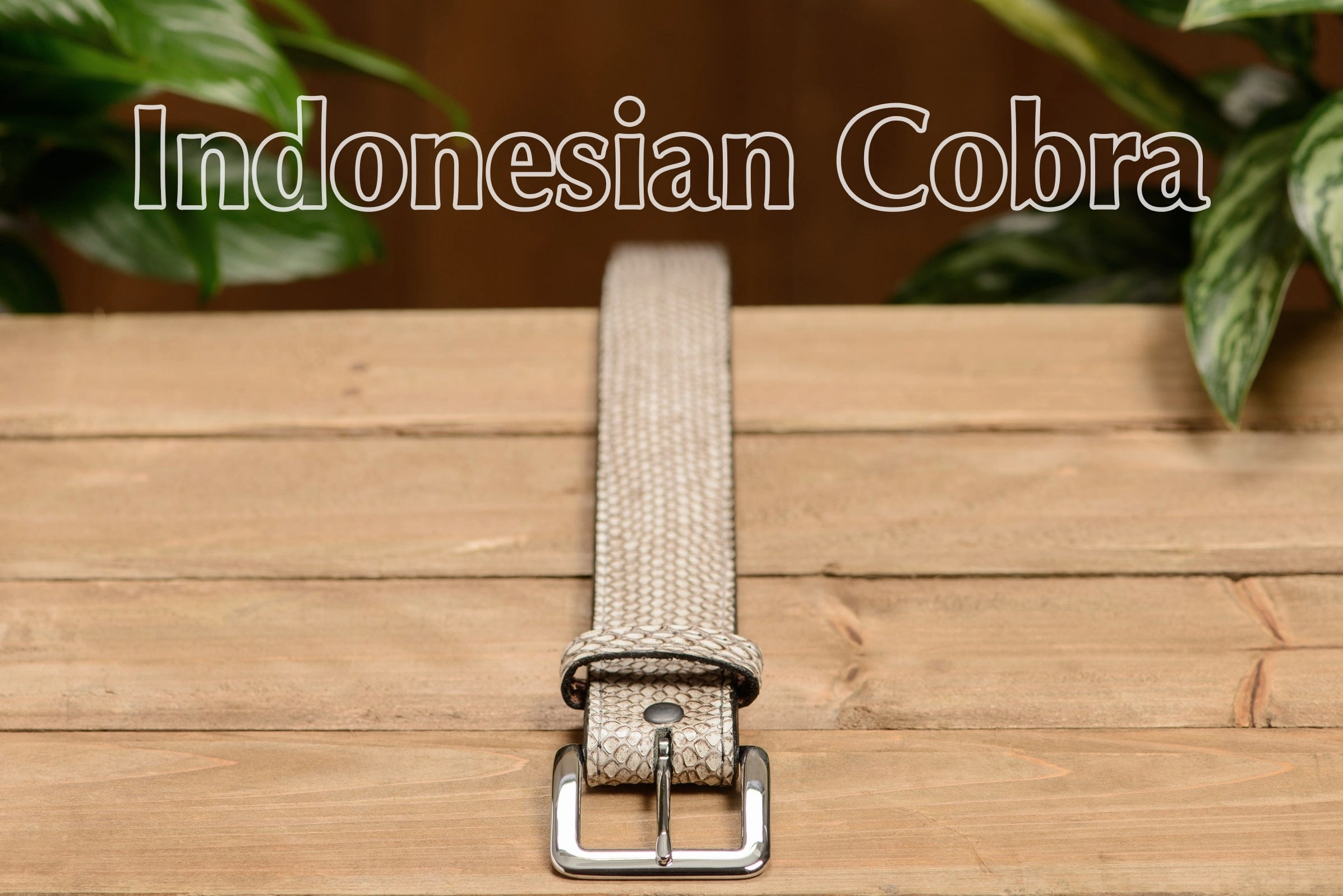 Indonesian Spitting Cobra Money Belt With 25" Zipper 1.50" Wide
